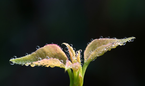 早晨露珠水珠