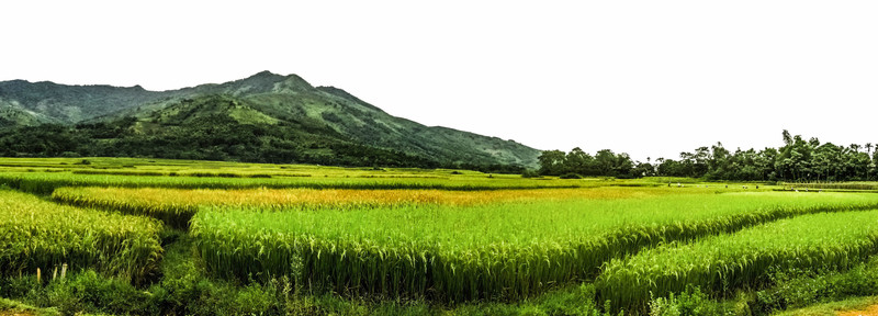 田野