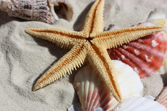 海星和貝殼