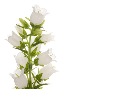 （風(fēng)鈴草風(fēng)鈴花——）