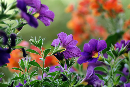 陽臺上的花