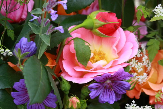 sommerstrauss