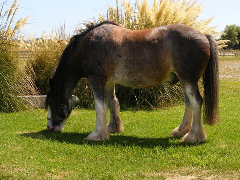 馬在Waikanae