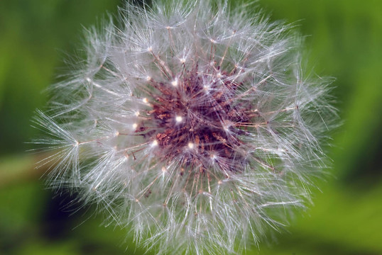 花卉