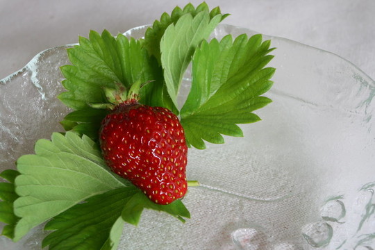 草莓