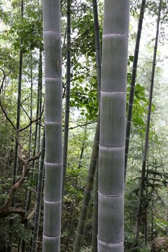 竹子