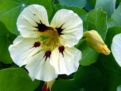 nasturtium 4
