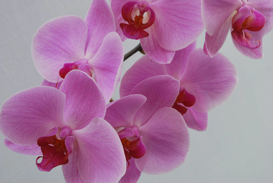 蘭花分會(huì)