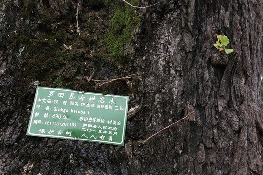 銀杏
