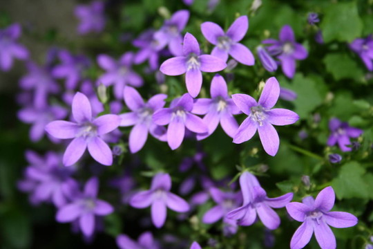 flowerpower 2