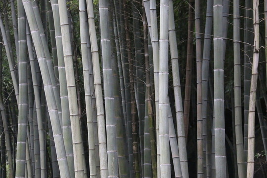 竹子