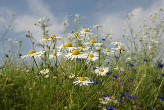 夏花