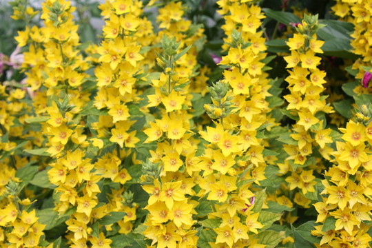 goldfelberich