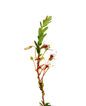 紅莓花（越橘macrocarpon）