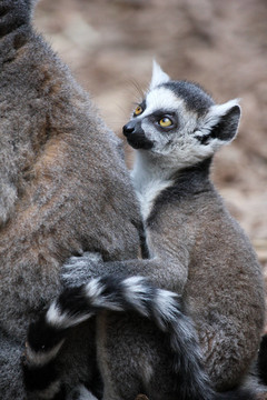 kattababy II