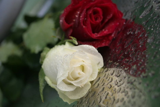 羅森