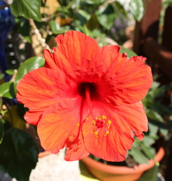 木槿花