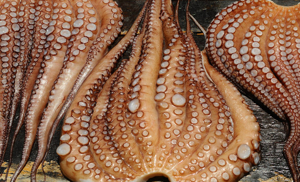 墨魚calamares