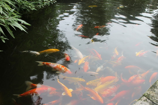 鯉魚