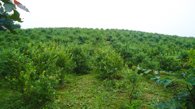 藍(lán)莓基地