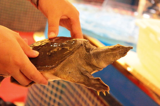 抓個整只野生甲魚