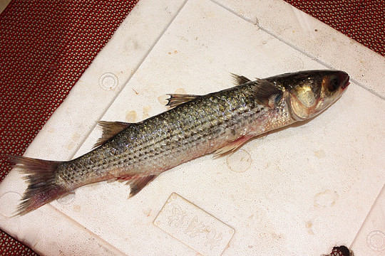 支魚
