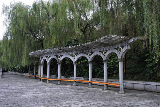 公園 柳條 柳樹 長滿藤子的石