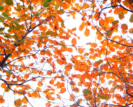 黃櫨 紅葉