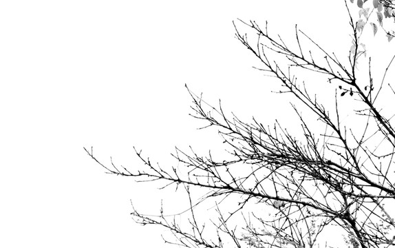 水墨樹(shù)枝