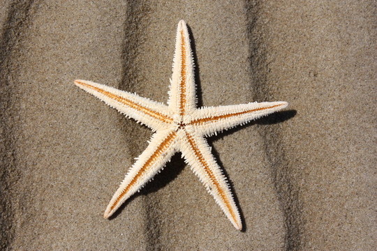 海星