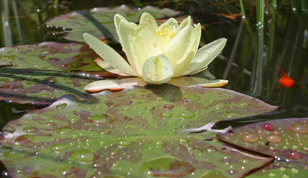 水百合