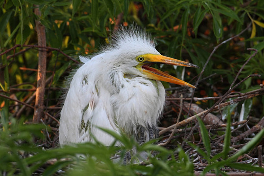 野生鳥類