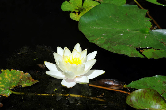 睡蓮屬