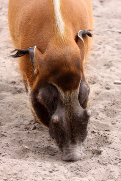 pinselohrschwein