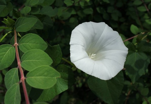旋花