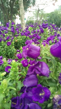 風(fēng)鈴草