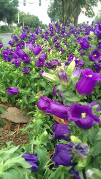 風(fēng)鈴草