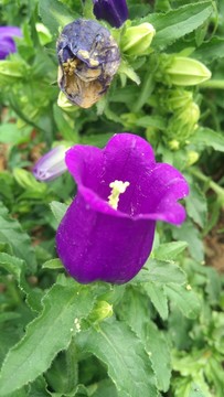 風(fēng)鈴草