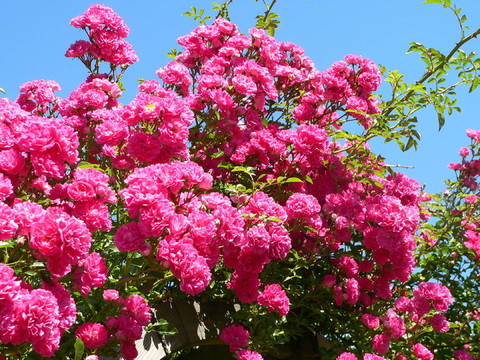 rosentraum