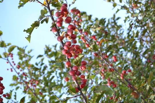 野果子 紅果子圖片