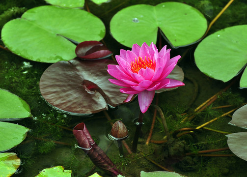 蓮花 紅蓮