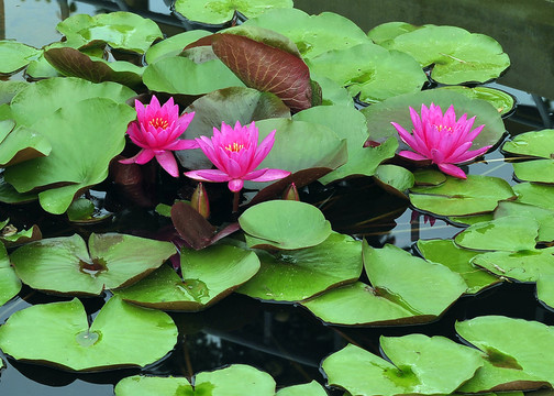 蓮花 紅蓮