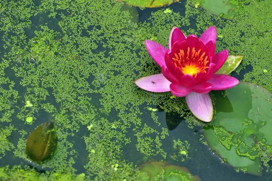 池塘睡蓮 池塘荷花