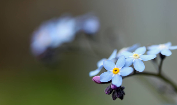 花壇