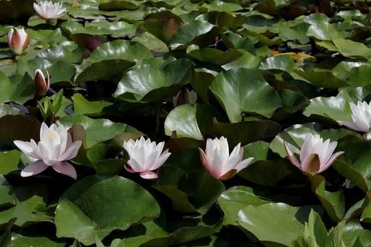 花卉