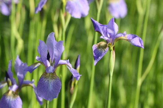 鳶尾花