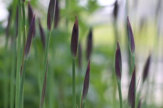 鳶尾花的花蕾