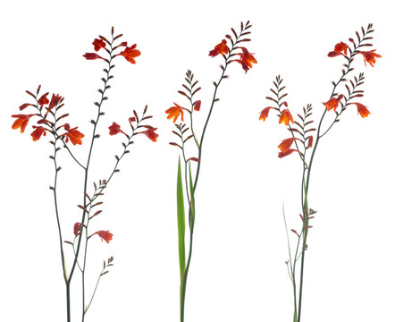 開花