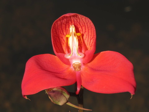 蘭花大溪草