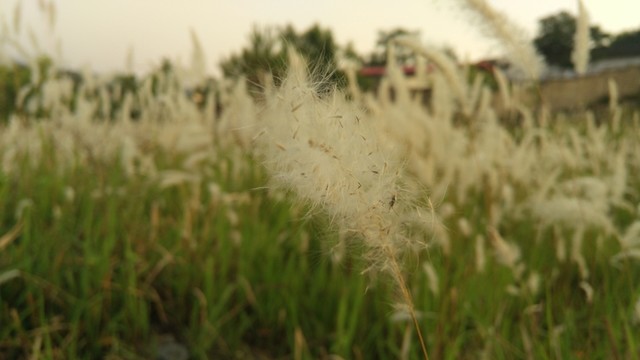 白茅